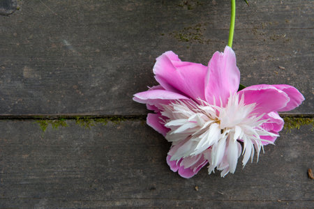 Flower peony on a beautiful old wooden boardの写真素材