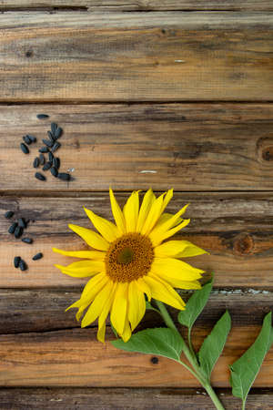 Sunflower with seeds on the old wooden tableの写真素材