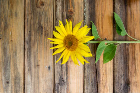 Fresh young sunflower on the old wooden tableの写真素材