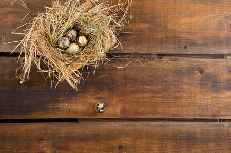 Quail eggs in a nest of dry grass on a wooden deck.の写真素材