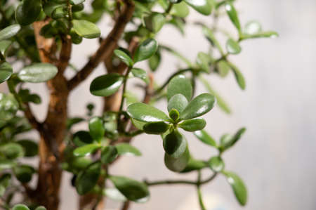 Money tree. Crassula Ovata. Crassulaceae. House plant symbols of money coins on a gray background.の写真素材