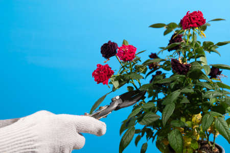 Pruning a house rose bush. Care for houseplants secateurs hand gloved on a blue background.