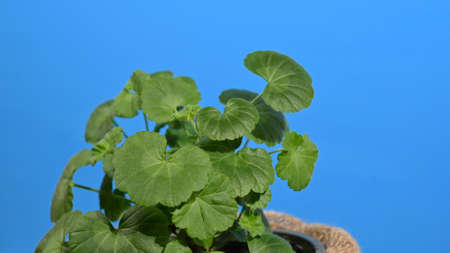 Flower geranium houseplant in a pot decorated with jute burlap blue screen rotation.の写真素材