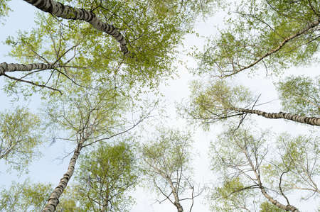 Tops of the mossy birch trees on a sunny day against a blue sky in springの写真素材