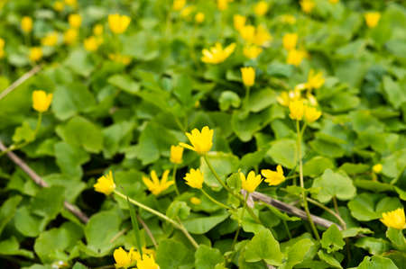Group of yellow buttercup flowers with green leaves is in the summer forest. Yellow Ficaria Ranunculus.の写真素材