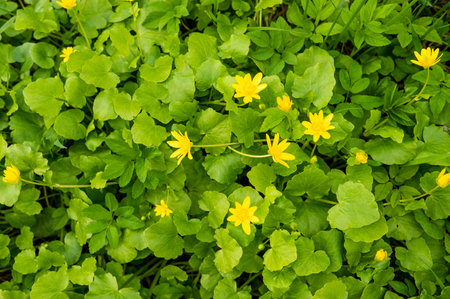 Group of yellow buttercup flowers with green leaves is in the summer forest. Yellow Ficaria Ranunculus.の写真素材