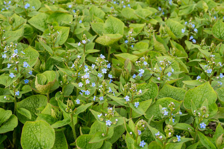 Forget-me-not, brunnera sibirica blue flowers spring photo background.の写真素材