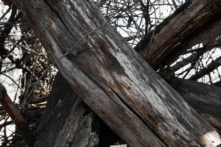 Dry wooden sticks, branches and trunks of an old tree without leavesの写真素材