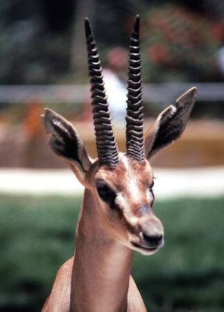 gazelle headの写真素材