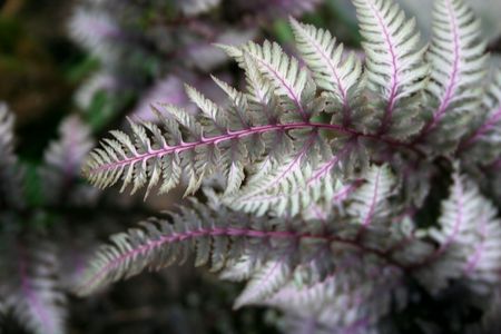 double frond, Japanese white striped fernの写真素材