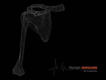 3d Illustration on Human Anatomy, Shoulder Isolated Backgroundの写真素材