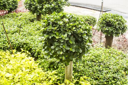 Green bonsai tree from a healthy garden in Thailand 