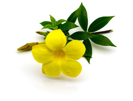 Yellow flower isolated on white backgroundの写真素材