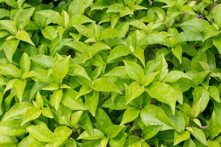 Fresh green leaves of the bougainvillea 