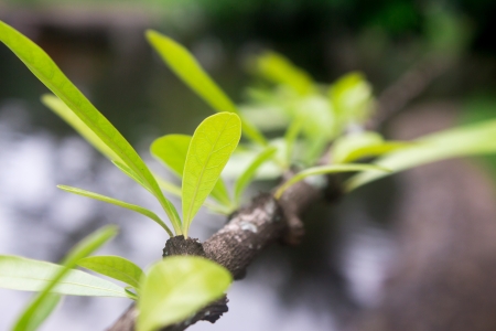 The green leaves are growing の写真素材