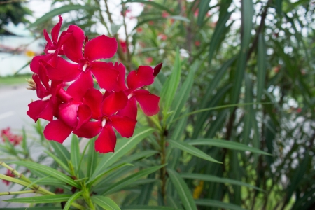 Red Oleander flowers bloom beautifully 