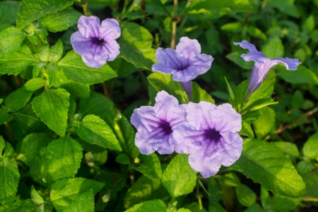 Photos of flowers from early morning shoots の写真素材