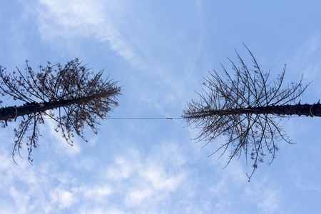 dead trees 