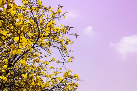 Yellow flowers with a beautiful sky の写真素材
