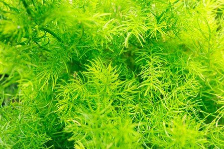 green pmall plantの写真素材