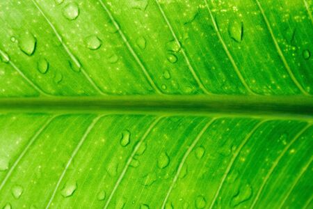 Dew on green leaves の写真素材