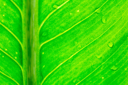 Dew on green leaves 