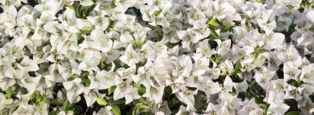 Bougainvilleaの写真素材