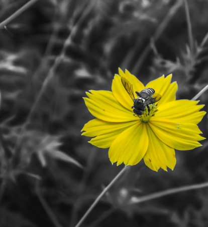 yellow flower and beeの写真素材
