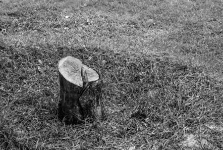 Dead Trees in the forestの写真素材
