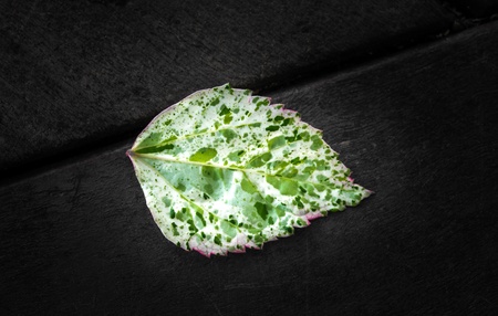 colorful leaf on black and white background