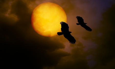 bird and moon at night の写真素材