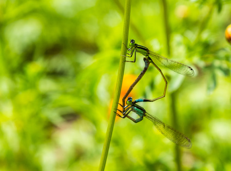 damselflies in mating on green leaf