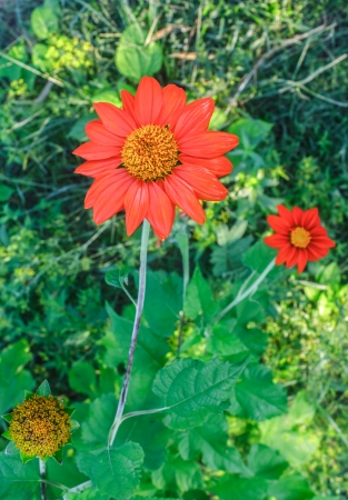 orange flower の写真素材