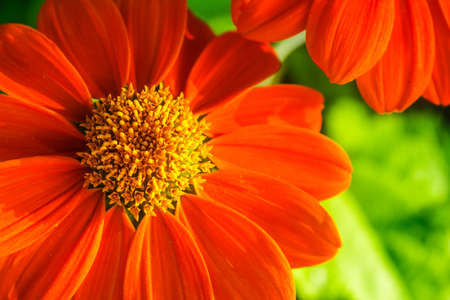 macro orange flower の写真素材