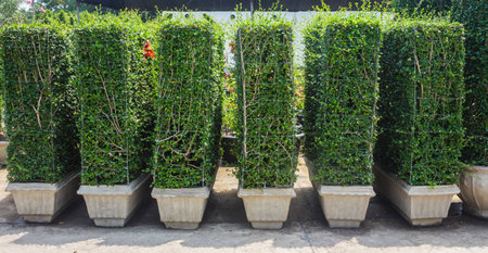fukien tea plant