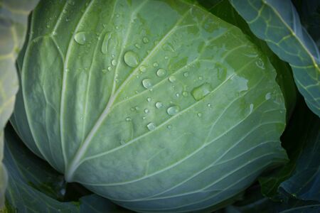 cabbageの写真素材