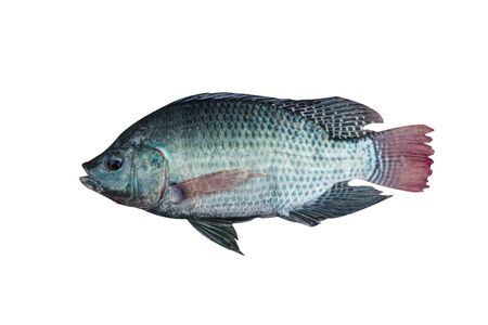 Mango fishの写真素材