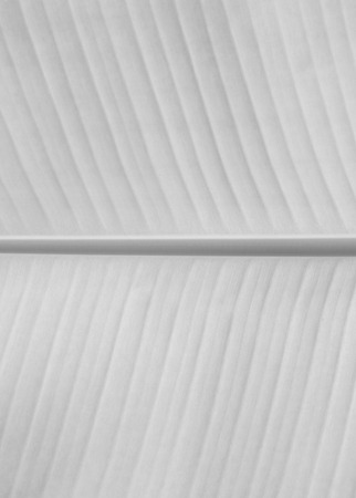 pattern leaves of banana treesの写真素材