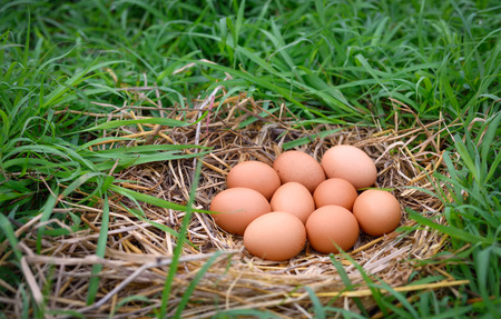 Eggs of a chicken nest in a green grassの写真素材