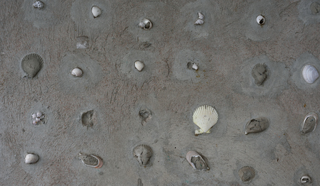 Wall mortar shell pattern backgroundの写真素材