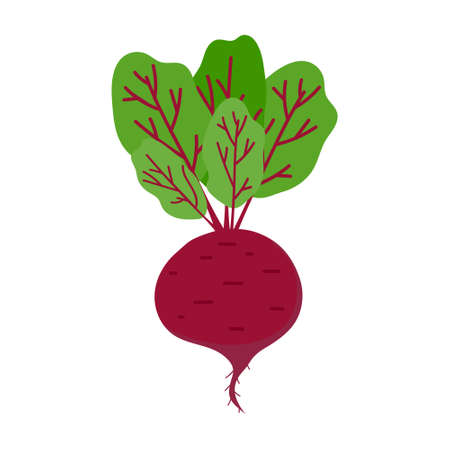 A large red beetroot with green leaves on a white background. Beetroot isolate, icon, banner, label, icon, diet vegetable.のイラスト素材