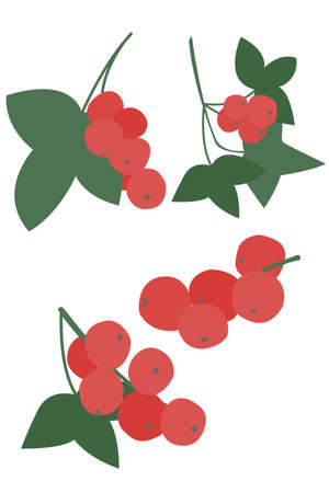 A minimalist set of red currant berries isolated on a white background. Home decoration, cover or postcard.のイラスト素材