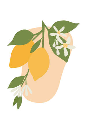 A branch with lemon fruits and flowers isolated on a white background. Minimalist illustration for decor, postcards, invitations, banners.のイラスト素材