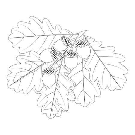 A piColoring book for children and adults made of oak leaves and acorns. Materials for young artists.cture for coloring on the theme of autumn.のイラスト素材