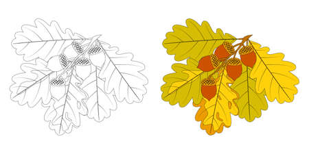 Coloring book for children and adults made of oak leaves and acorns. Materials for young artists.のイラスト素材