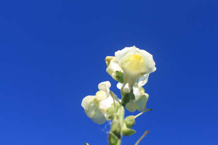 flowers bloomed in our gardenの写真素材