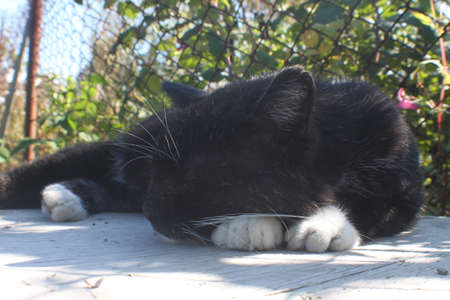 cat resting in the yardの写真素材