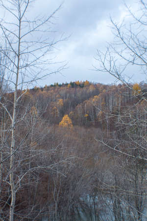 Autumn nature on Sakhalinの写真素材