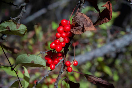 Autumn nature on Sakhalinの写真素材