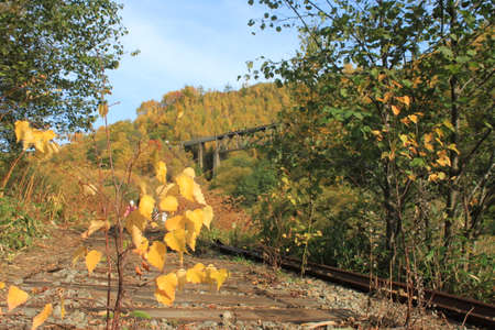 Autumn nature on Sakhalinの写真素材